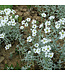 Cerastium tomentosum (Snow-in-Summer) 3.5in [1]