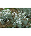 Cerastium tomentosum (Snow-in-Summer) 3.5in [1]