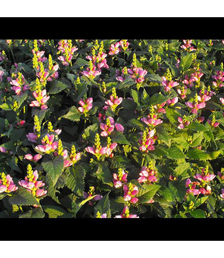 Livingstone Chelone obliqua (Pink Turtlehead) 1gal [1]