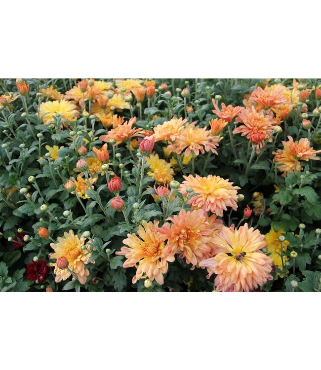 Chrysanthemum x morifolium 'Jeftail (Tiger Tail® Mum) 3.5in [1]