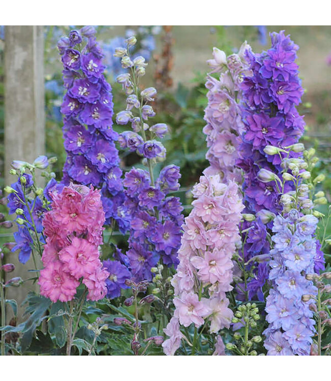 Delphinium elatum 'Mini Stars' (New Millennium ) 1gal [1]