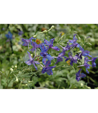 Livingstone Delphinium grandiflorum 'Blue Butterfly' 1gal [1]
