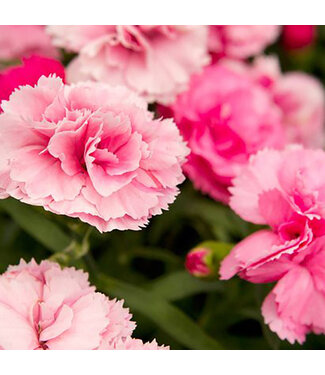 Livingstone Dianthus Beauties® 'Annabelle' (Garden Pinks) 1gal [1]