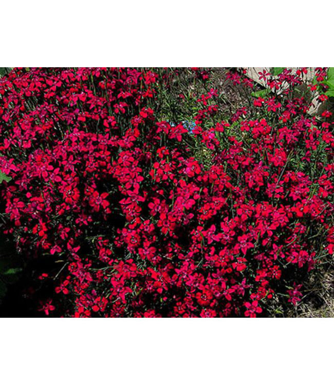 Dianthus deltoides 'Flashing Lights' (Maiden Pinks) 1gal [1]