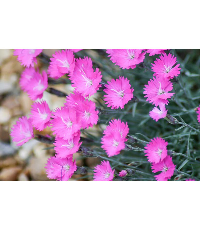 Dianthus gratianopolitanus 'Firewitch' (Cheddar Pinks) 1gal [1]