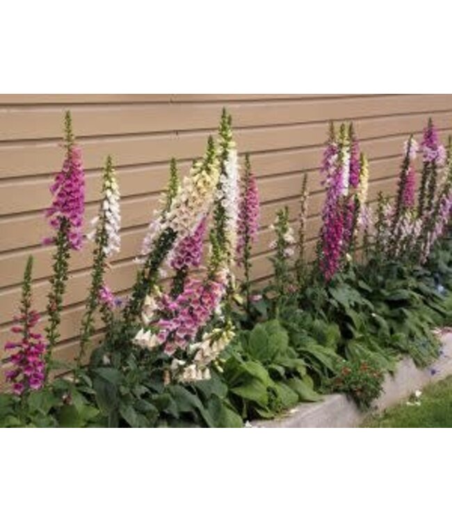 Digitalis purpurea 'Foxy' (Common Foxglove) 1gal [1]