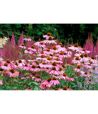 Livingstone Echinacea purpurea 'Magnus' (Purple Coneflower) 1gal [1]