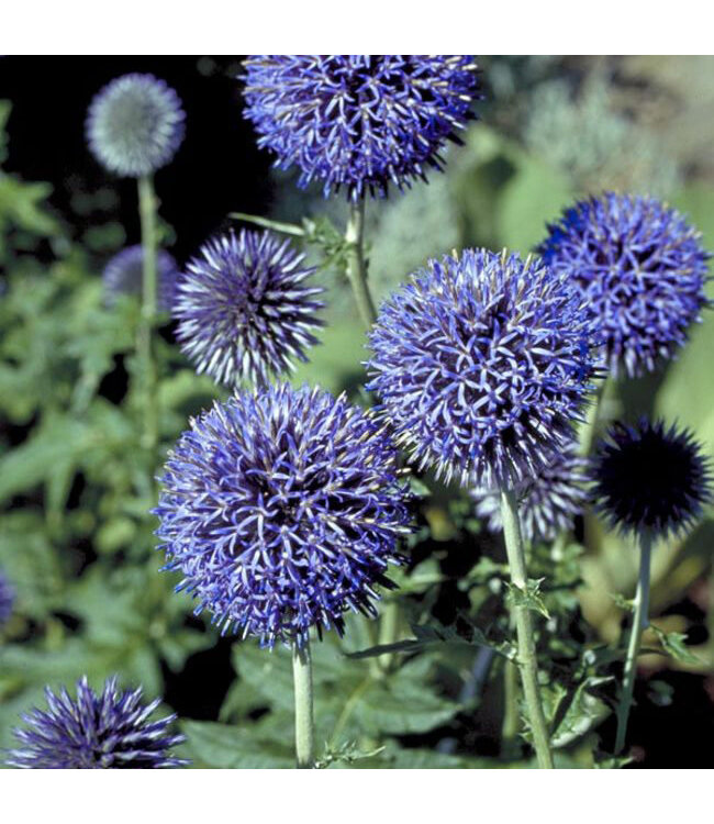Echinops ritro (Blue Globe Thistle) 1gal [1]