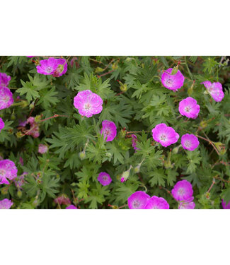 Livingstone Geranium sanguineum (Bloody Cranesbill) 1gal [1]