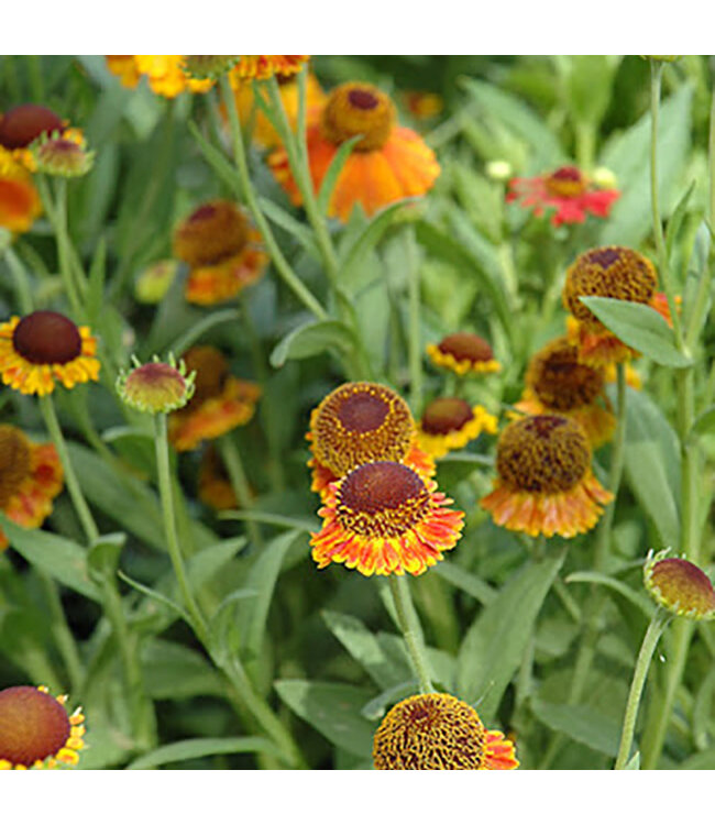 Helenium 'Mardi Gras' (Sneezeweed) 1gal [1]