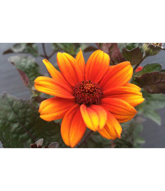 Livingstone Heliopsis helianthoides scabra 'Burning Hearts' (False Sunflower) 1gal [1]