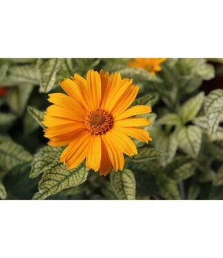 Livingstone Heliopsis helianthoides 'Sunstruck' (False Sunflower) 1gal [1]