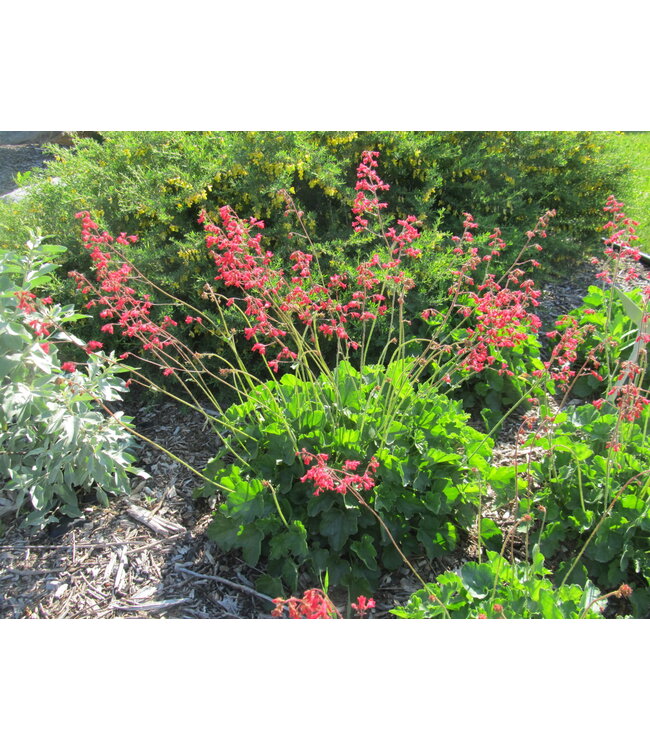 Heuchera 'Northern Fire' (Coral Bells) 1gal [1]