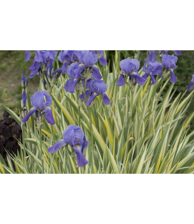 Iris pallida 'Albovariegata' (Variegated ) 1gal [1]