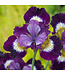 Iris siberica 'Contrast in Styles' (Siberian) 1gal [1]