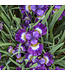 Iris siberica 'Contrast in Styles' (Siberian) 1gal [1]