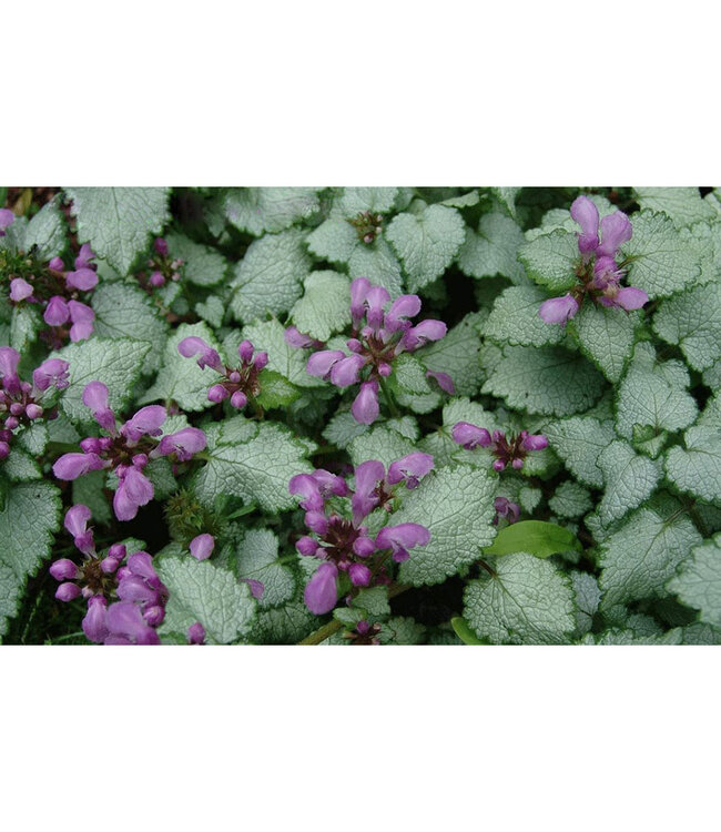 Lamium maculatum 'Beacon Silver' 1gal [1]