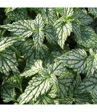 Livingstone Lamiastrum galeobdolon (Herman's Pride) 4in [2]
