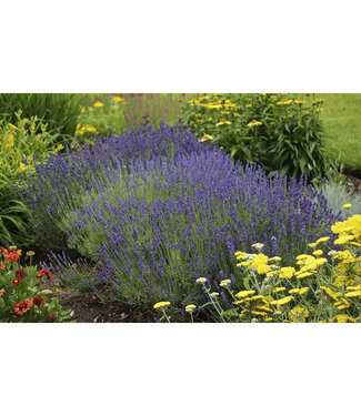 Livingstone Lavandula angustifolia (Hidcote Blue) 1gal [2]