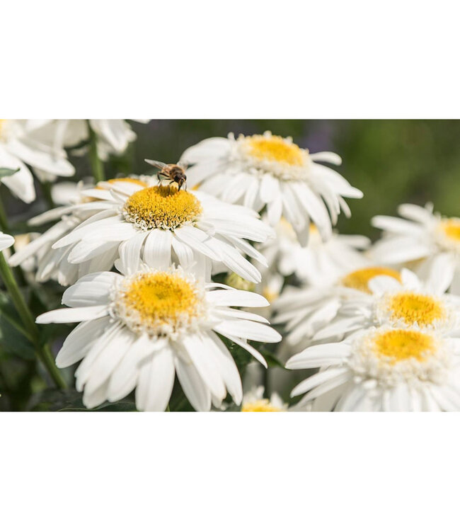 Leucanthemum x superbum 'Birdy' (Sweet Daisy™ ) 1gal [1]