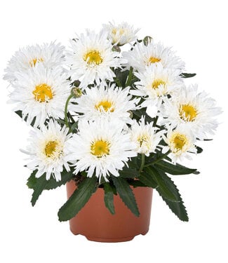 Livingstone Leucanthemum x superbum Sweet Daisy™ 'Rebecca' 1gal [1]