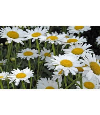 Livingstone Leucanthemum x superbum 'Becky' (Shasta Daisy) 1gal [1]