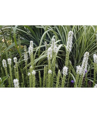 Livingstone Liatris spicata 'Floristan White' (Blazing Star) 1gal [1]