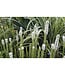Liatris spicata 'Floristan White' (Blazing Star) 1gal [1]