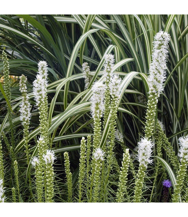 Liatris spicata 'Floristan White' (Blazing Star) 1gal [1]