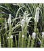 Liatris spicata 'Floristan White' (Blazing Star) 1gal [1]
