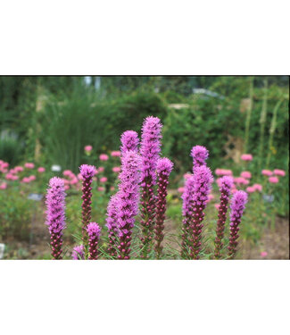Livingstone Liatris spicata 'Kobold' (Blazing Star) 1gal [1]