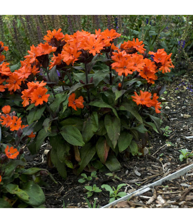 Lychnis arkwrightii 'Orange Gnome' (Maltese Cross) 1gal [1]