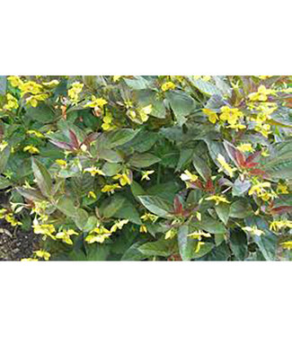 Livingstone Lysimachia ciliata 'Firecracker' (Loosestrife) 1gal [1]