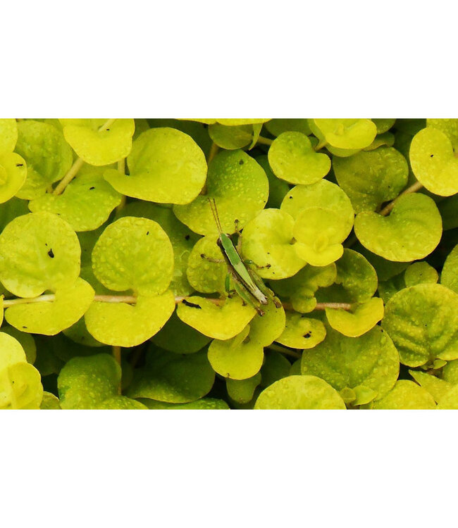 Lysimachia nummularia 'Aurea' (Golden Creeping Jenny) 3.5in [1]