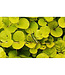 Lysimachia nummularia 'Aurea' (Golden Creeping Jenny) 3.5in [1]