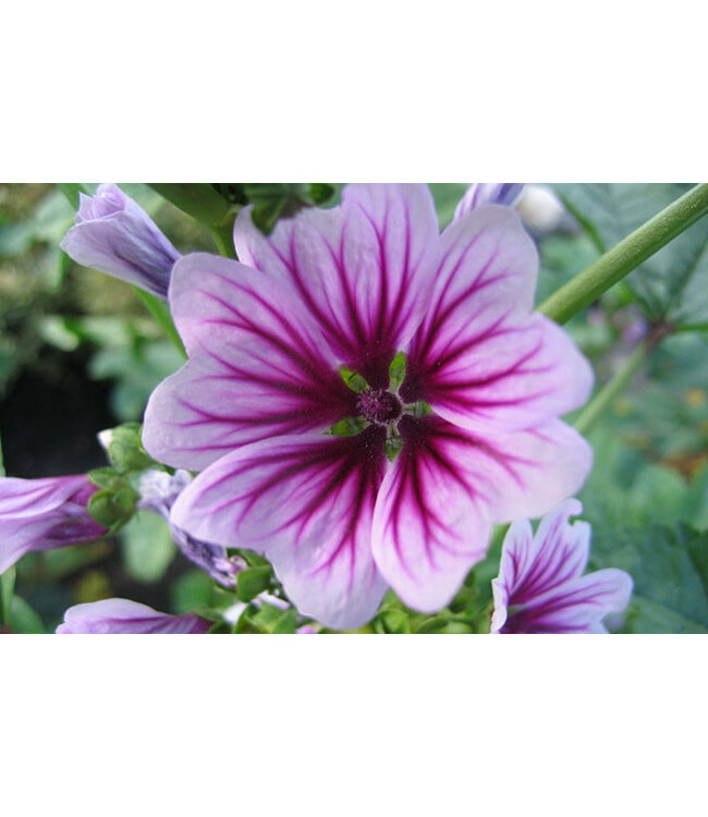 Malva sylvestris (Zebrina) 4in [2]