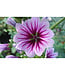Malva sylvestris (Zebrina) 4in [2]