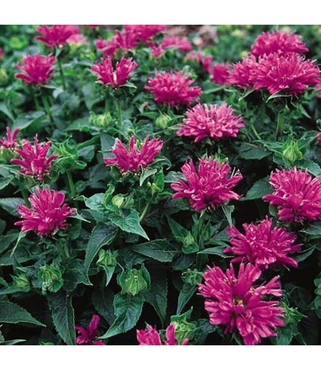 Monarda didyma 'Petite Delight' (Bee-Balm) 1gal [1]