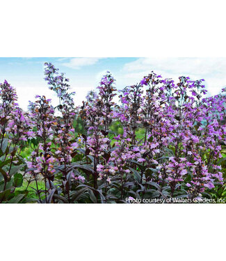 Livingstone Penstemon 'Blackbeard' (Beard-Tongue) 1gal [1]