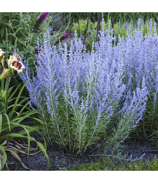 Livingstone Perovskia atriplicifolia 'Blue Jean Baby' (Russian Sage) 1gal [1]