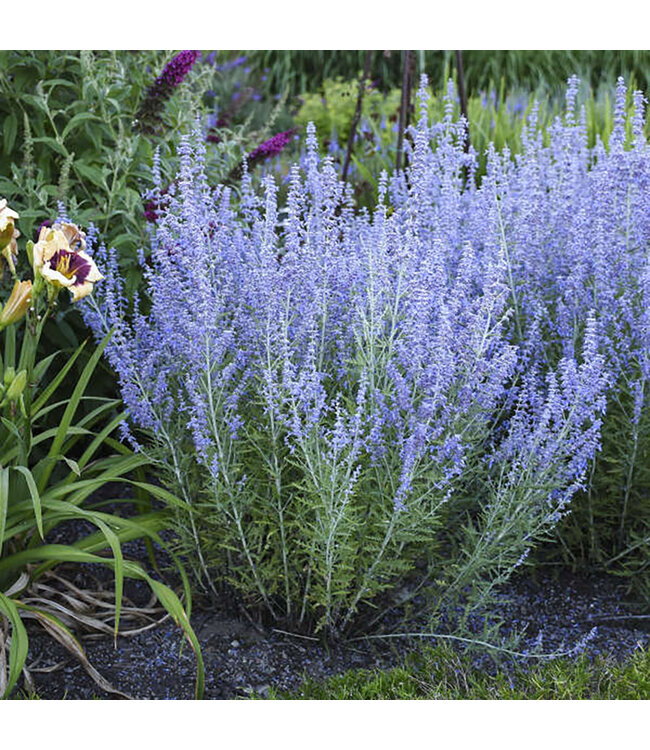 Perovskia atriplicifolia 'Blue Jean Baby' (Russian Sage) 1gal [1]