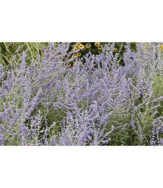 Livingstone Perovskia atriplicifolia 'Filigran' (Russian Sage) 1gal [1]