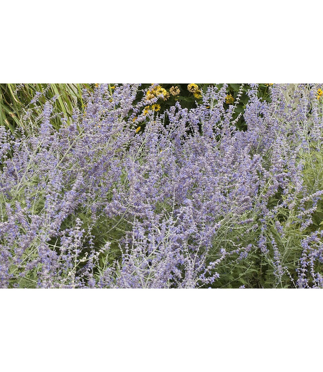 Perovskia atriplicifolia 'Filigran' (Russian Sage) 1gal [1]