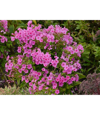 Livingstone Phlox paniculata Flame® 'Pink' (Garden Phlox) 1gal [1]