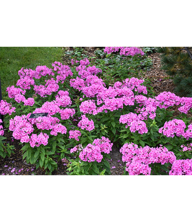 Phlox paniculata Flame® 'Pink' (Garden Phlox) 1gal [1]