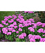 Phlox paniculata Flame® 'Pink' (Garden Phlox) 1gal [1]