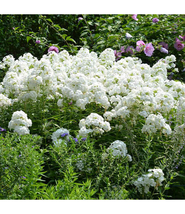 David Garden Phlox  (Phlox paniculata 'David') 12cm / 4.5in [1]