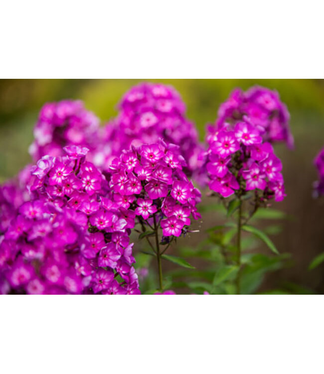 Phlox paniculata 'Grape Lollipop' (Grape Lollipop™ Phlox) 1gal [1]