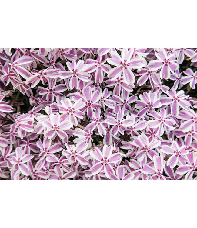 Phlox subulata 'Candy Stripes' (Moss Phlox) 3.5in [1]
