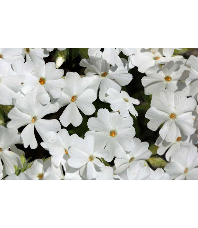 Phlox subulata 'White Delight' (Moss Phlox) 3.5in [1]